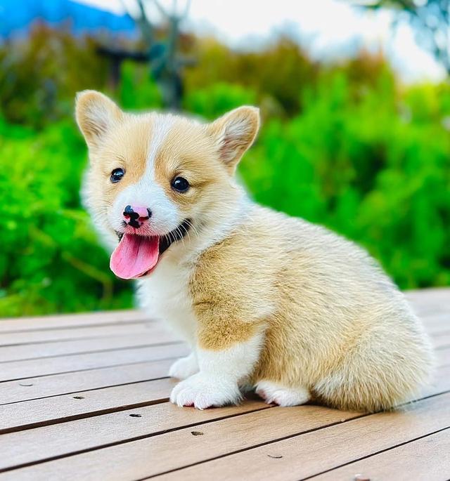 ลูก Corgi หาผู้ปกครอง 4