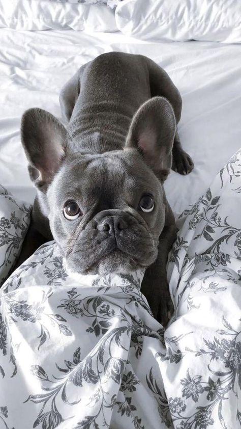 เฟรนช์บูลด็อก (French Bulldog) 3