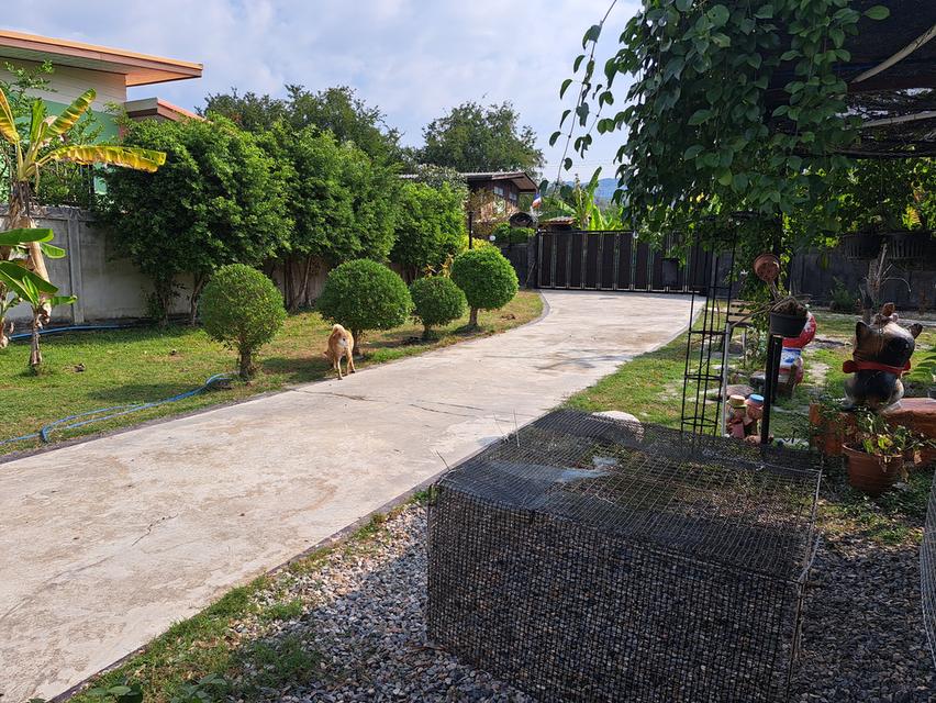 ขายบ้านสวนบนเนื้อที่1ไร่1งาน39ตรว. 3