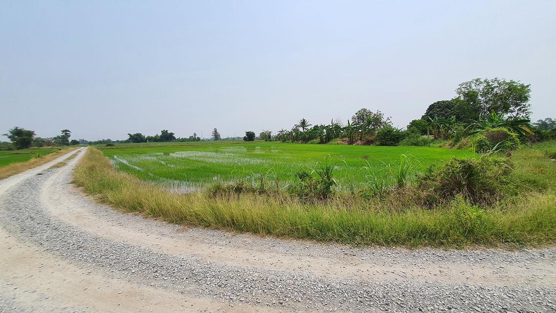 ฮวงจุ้ยดีเยี่ยมริมน้ำคลองธรรมชาติ  วิวท้องทุ่งแบบ 360 องศา แปลงเล็ก ราคาถูก ใกล้ ม.เกษตรกำแพงแสน 4