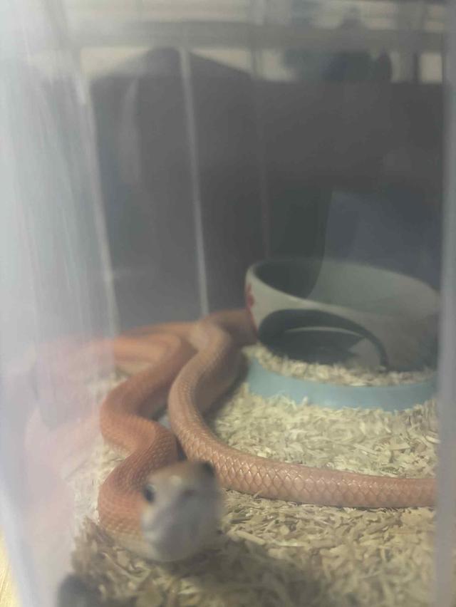ส่งต่องู cornsnake 