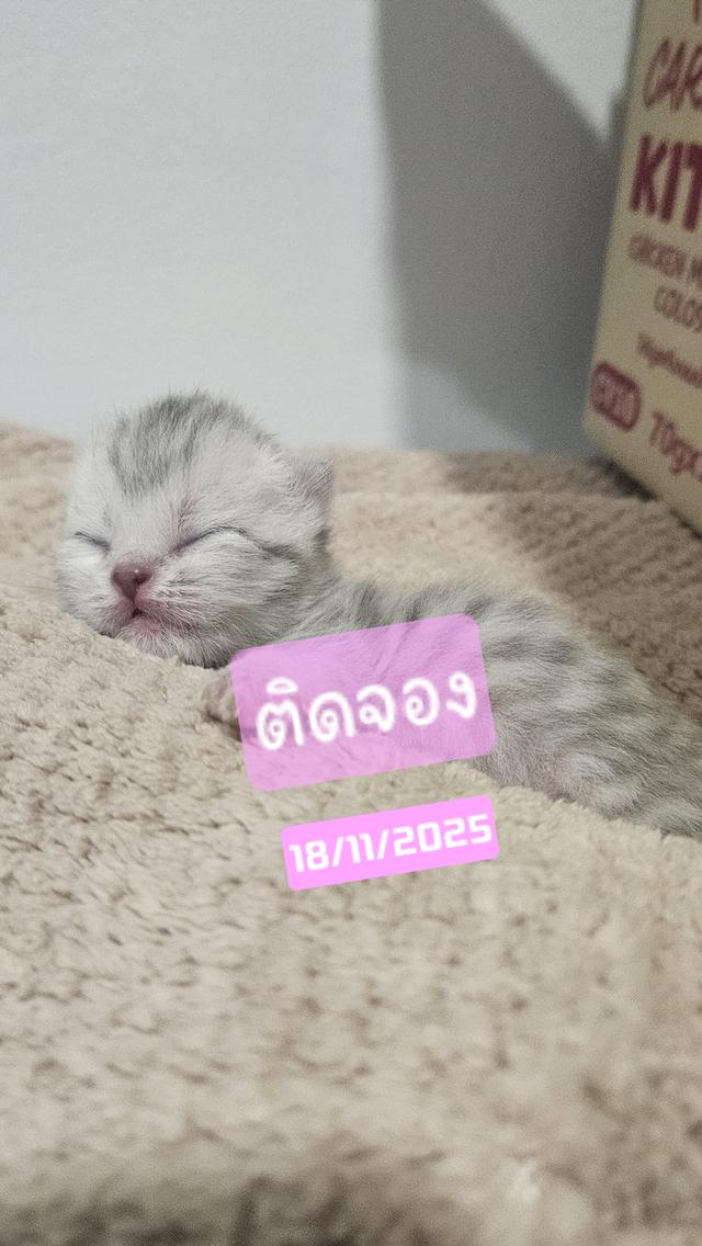 Scottish Fold สก็อตติชโฟลด์ แท้ 18