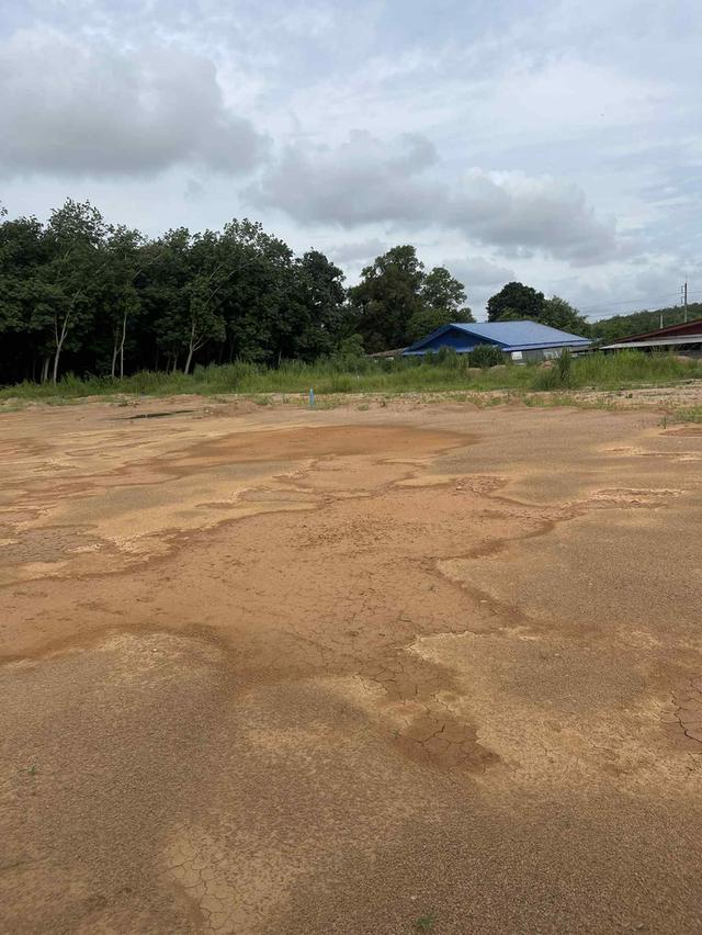 ขายที่ดินจัดสรรหนองละลอกเริ่มต้น 50 ตรว. ถมแล้วน้ำ-ไฟพร้อมใกล้นิคมปิ่นทอง6-1.8กม. อ.บ้านค่าย ระยอง 2
