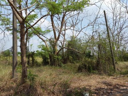 ขาย ที่ดิน 66 ตร.วา คลอง 8 อ.ธัญบุรี ปทุมธานี แปลงจัดสรร (รังสิตการ์เด้น) ห่างจาก ถ. รังสิต-นครนายก เพียง 750 ม.