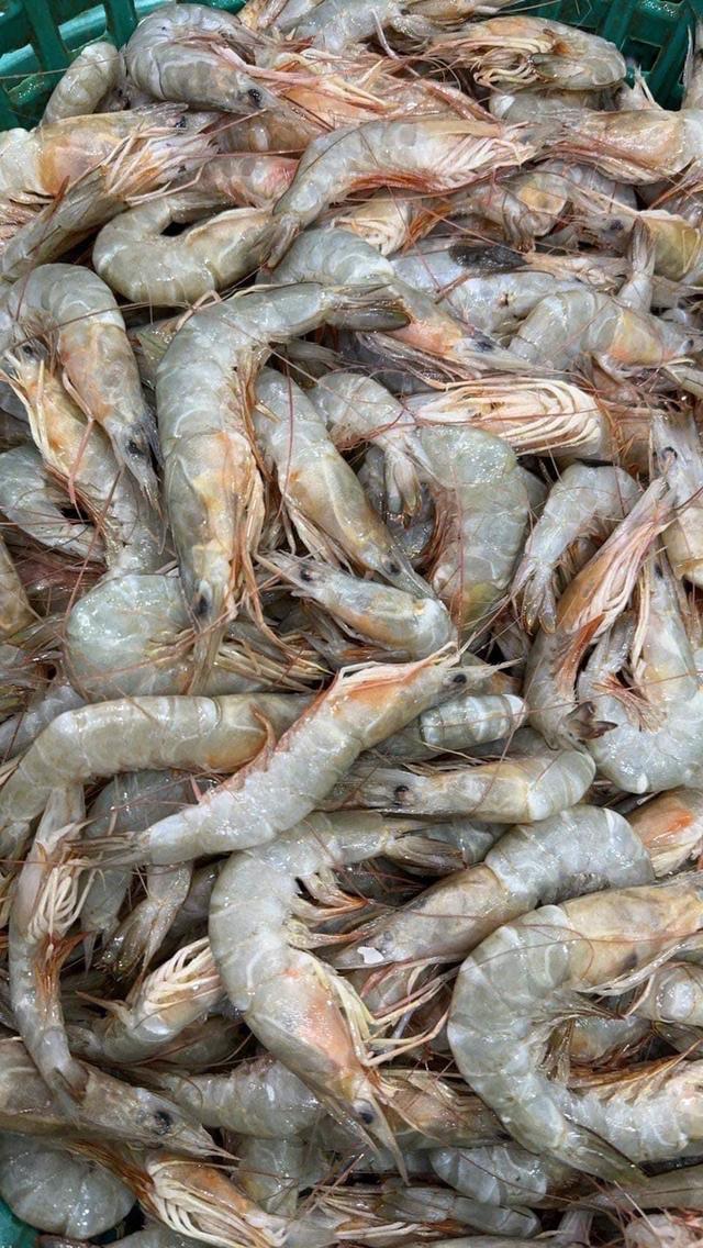 กุ้งแชบ๊วยทะเล สดจากเรือประมงพื้นบ้าน 3