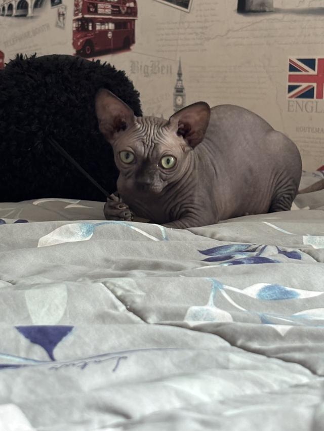 สาวน้อยสฟิงแคนนาเดี่ยนสีบลู(โทนเทาเข้มสวย)🩶