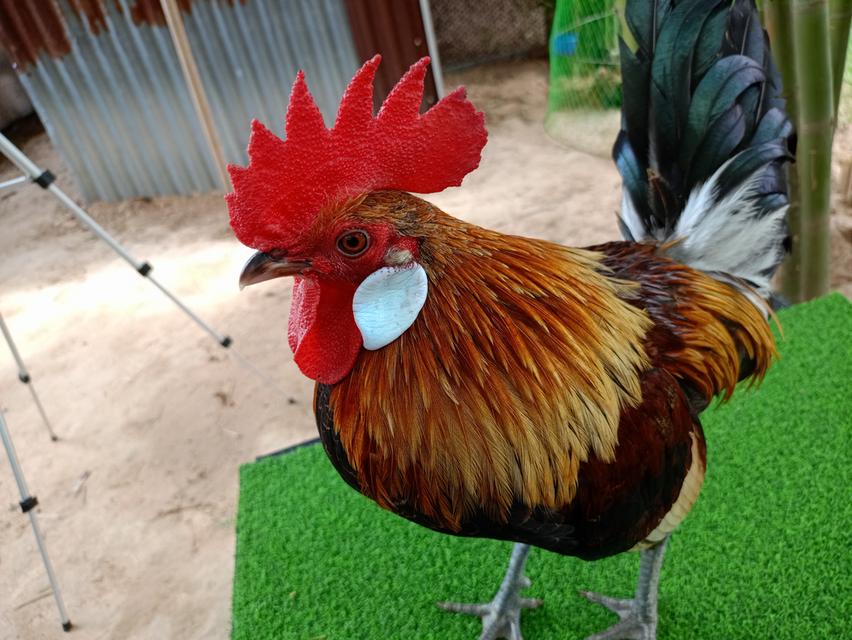 รัฐชนาวีฟาร์ม ไก่ต่อสวยงาม รูปที่ 4