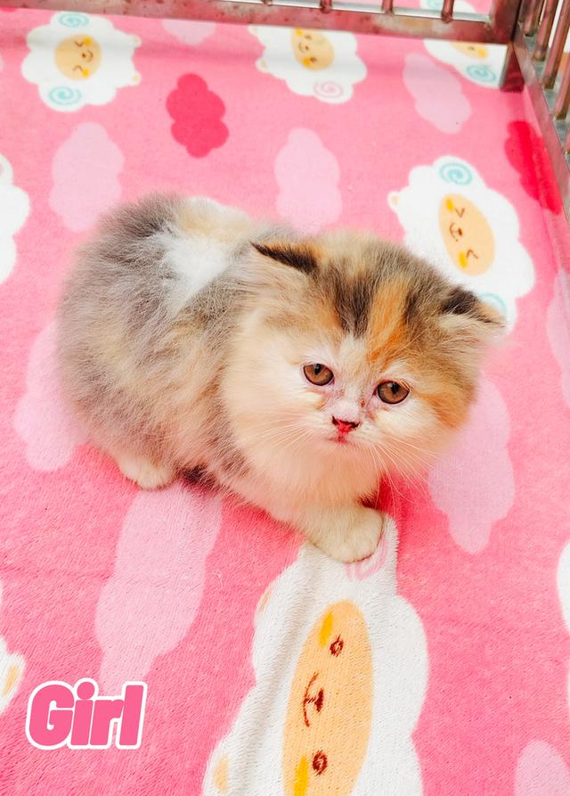 น้องเปอร์เซียพร้อมย้ายบ้านครับ 12