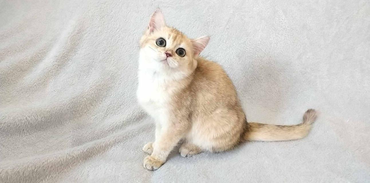 British Shorthair  12