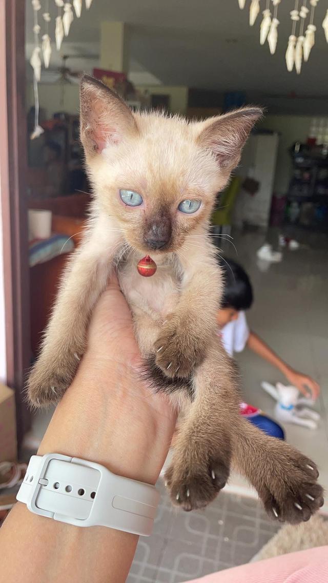 แมววิเชียรมาศ