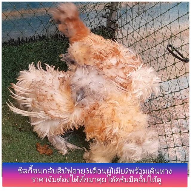 โก่ซิลกี้อายุ3เดือนสีบัพขนกลับชุด3ตัวผู้1เมีย2"โปรพิเศษส่งฟรีทั่วไทย"