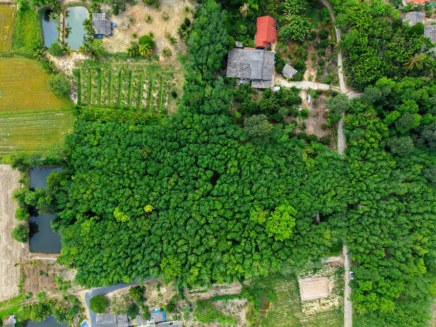 ขายที่ดิน อ.บ้านค่าย จ.ระยอง - 4 ไร่ 1 งาน 92.3 ตารางวา 6