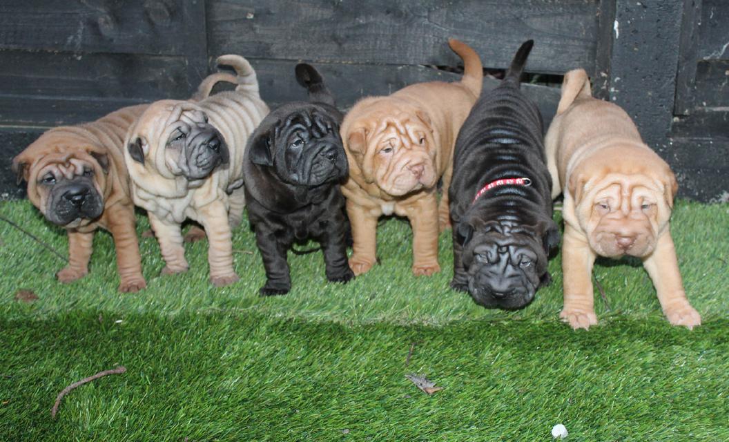 Shar Pei Puppies for sale