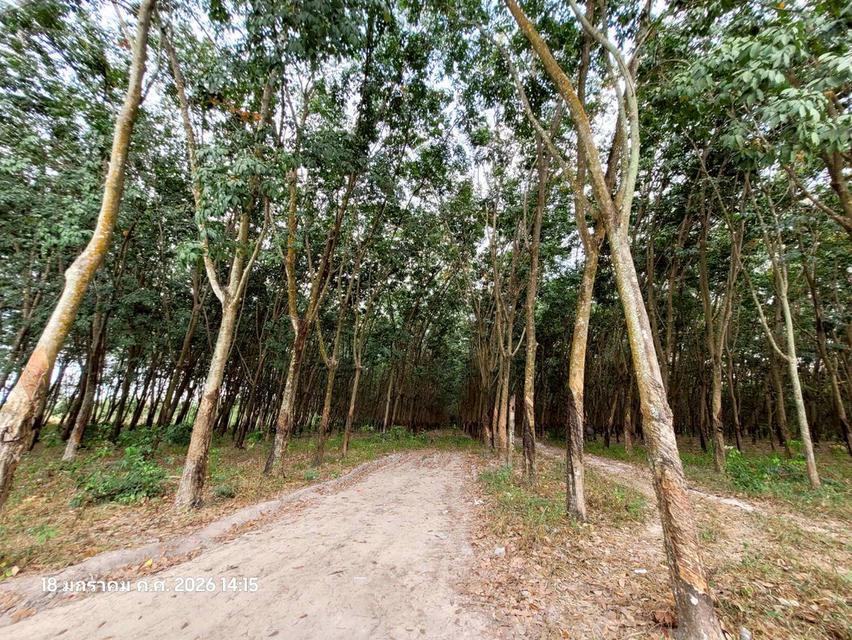 🔥 ขายที่ดินสวนยาง แปลงสี่เหลี่ยมสวย ปลวกแดง ระยอง ทำเลทอง EEC ใกล้นิคมฯ เหมาะเก็งกำไรหรือทำจัดสรร 🔥 6