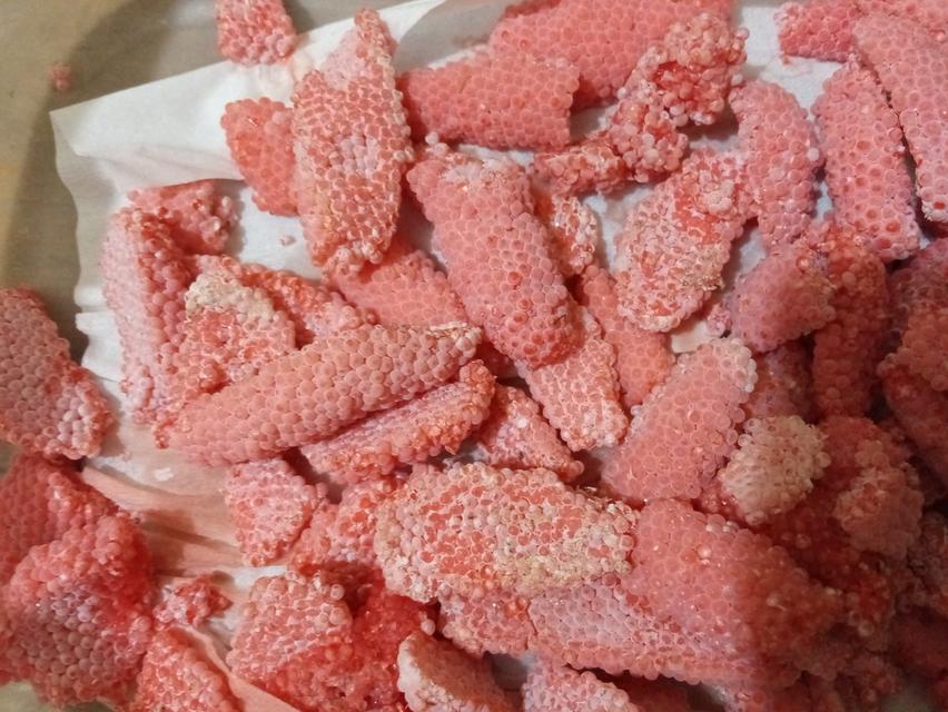 ไข่หอยเชอรี่สีทองขยายพันธุ์