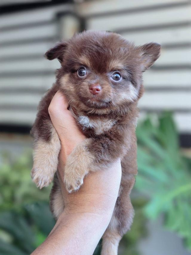 ชิวาวาแท้ ขนยาวสีช็อค ผู้ 11