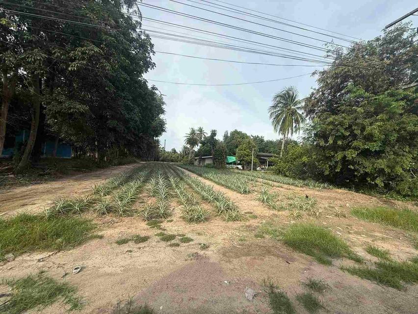 ขายที่ดินมาบข่า 3 ไร่ ติดถนนลาดยาง ใกล้ถนนกระทิงลาย-ปลวกเกตุุ36-800เมตร อ.นิคมพัฒนา ระยอง 2