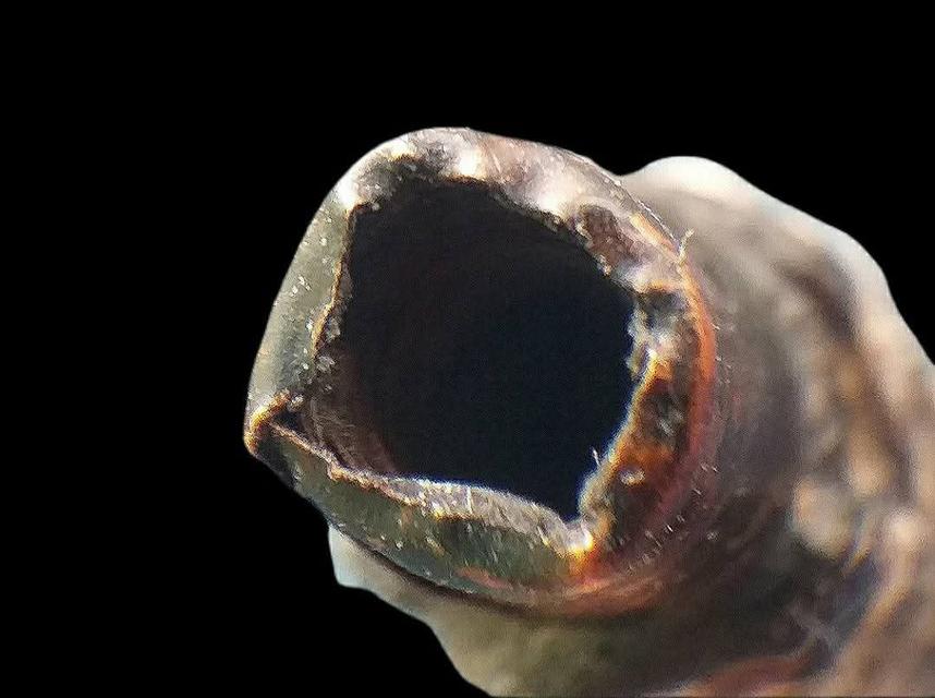 ตะกรุดมงคลโสฬส หลวงปู่เอี่ยม วัดสะพานสูง. รูปที่ 7