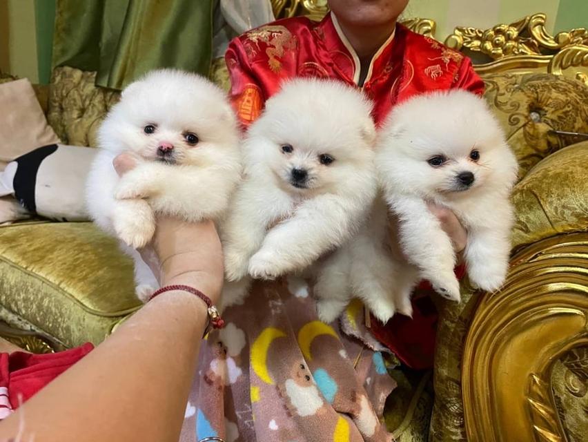 ลูกปอมแท้ อ้วนกลมหมี เตี้ยสั้น ขนแน่นฟูทรงสวย พร้อมย้ายบ้านค่ะ 7