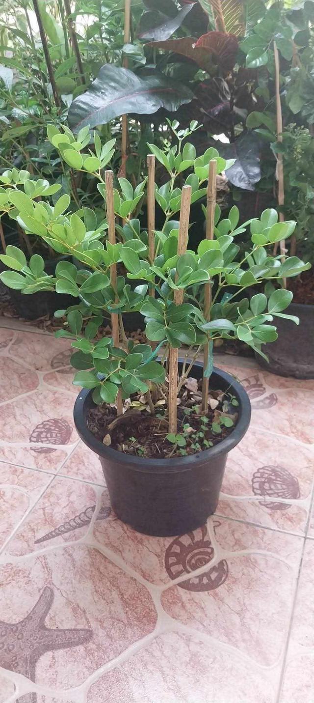 ต้นแก้วเจ้าจอม ไม้ดอกยืนต้นทรงพุ่ม
