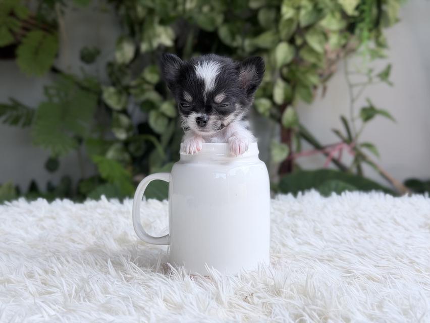 ชิวาวาแท้ เพศเมีย ตัวจิ๋ว พร้อมย้ายบ้าน รูปที่ 6