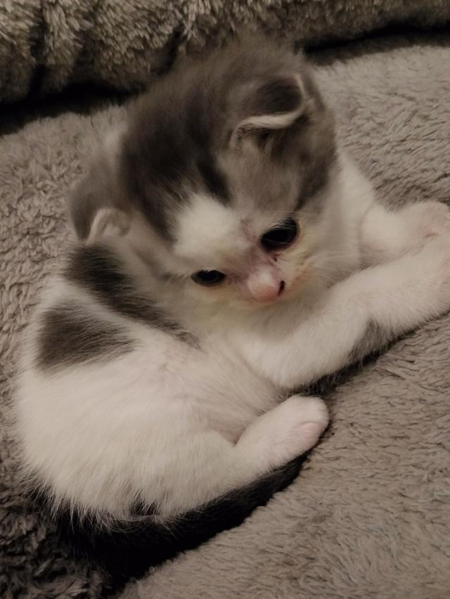 หาบ้านให้น้อง สก็อตติชโฟลด์ รูปที่ 4