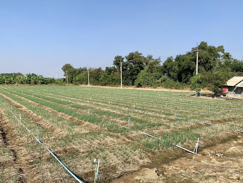 ขายที่ดินสวย10ไร่ โฉนดครุฑแดงพร้อมโอน ใกล้เทศบาลวังศาลา เข้าออกได้หลายทาง ติดถนนสาธารณะ วิวสวย บรรยากาศดี 5