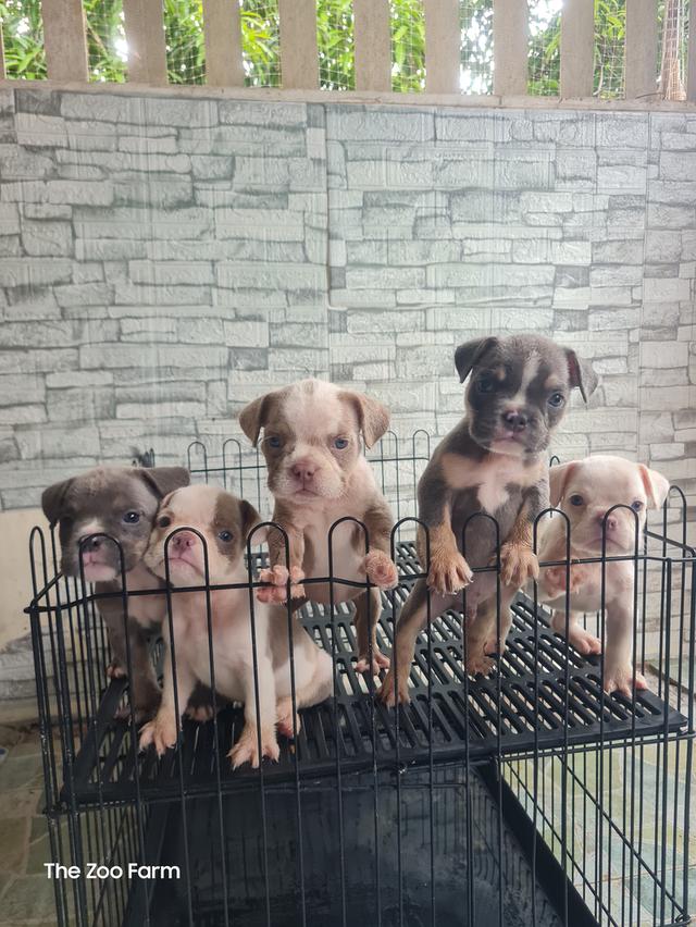 ลูก  Exotic Bully 