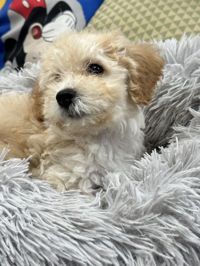 ลูกสุนัข พุดเดิ้ลทอย รูปที่ 2