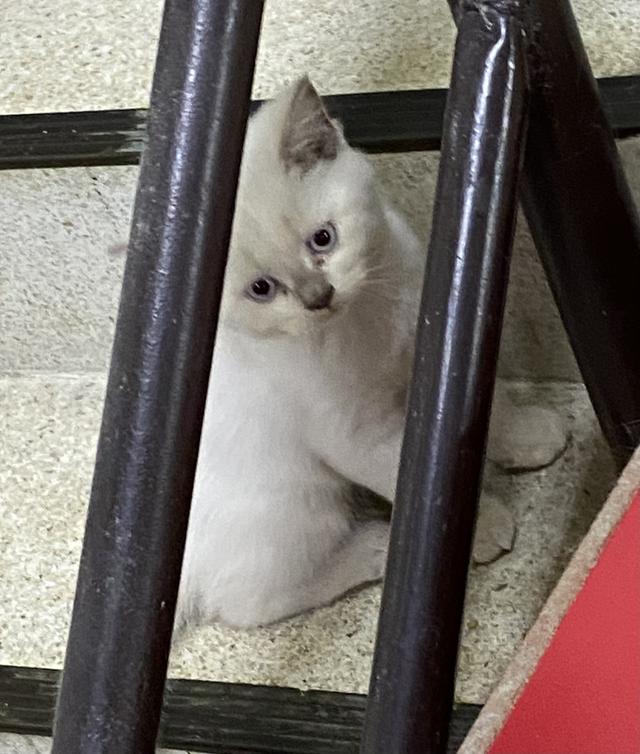 ลูกแมวพันธุ์บริติช ช็อตแฮร์