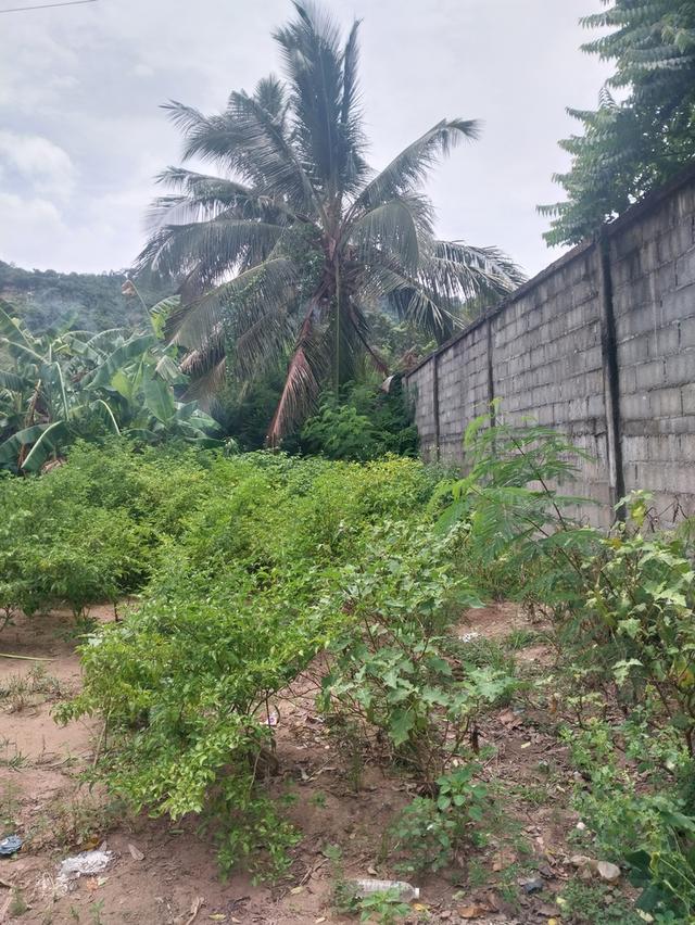 ขายที่ดินขนาด100ตารางวาบนเกาะสมุย 7