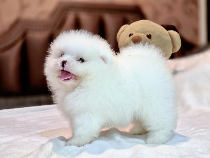 ปอมหน้าหมีขาวล้วนขนสำลีเพศผู้ 9