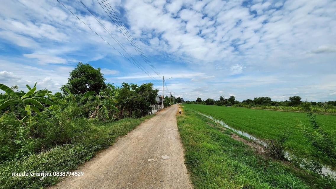 ที่ดิน 200 ตารางวา ติดถนนดิน ซอย คลองห้าตะวันตก 56 คลองหลวง ปทุมธานี 4