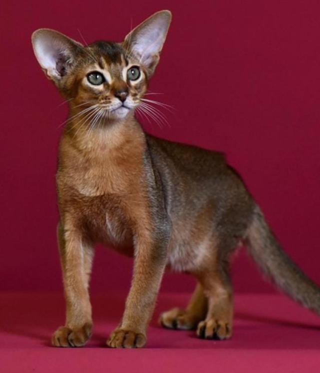 แมวอะบิสซิเนียน (Abyssinian) 1