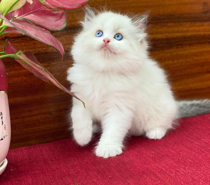 แมวRagdoll พร้อมย้ายกรุงเทพ รูปที่ 3