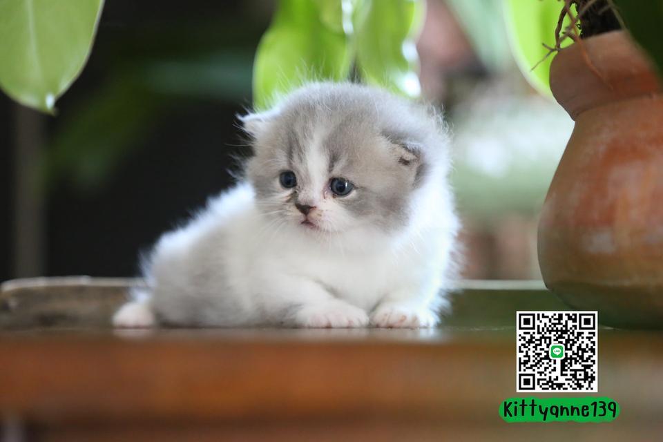 แมวเปอร์เซียผสมบริติช รูปที่ 12