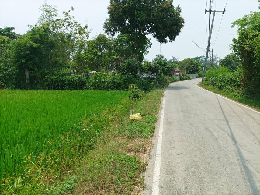 ขายที่ดิน ราคา8,000บาท/ตร.ว. ต.สง่าบ้าน อ.ดอยสะเก็ด จ.เชียงใหม่ 5