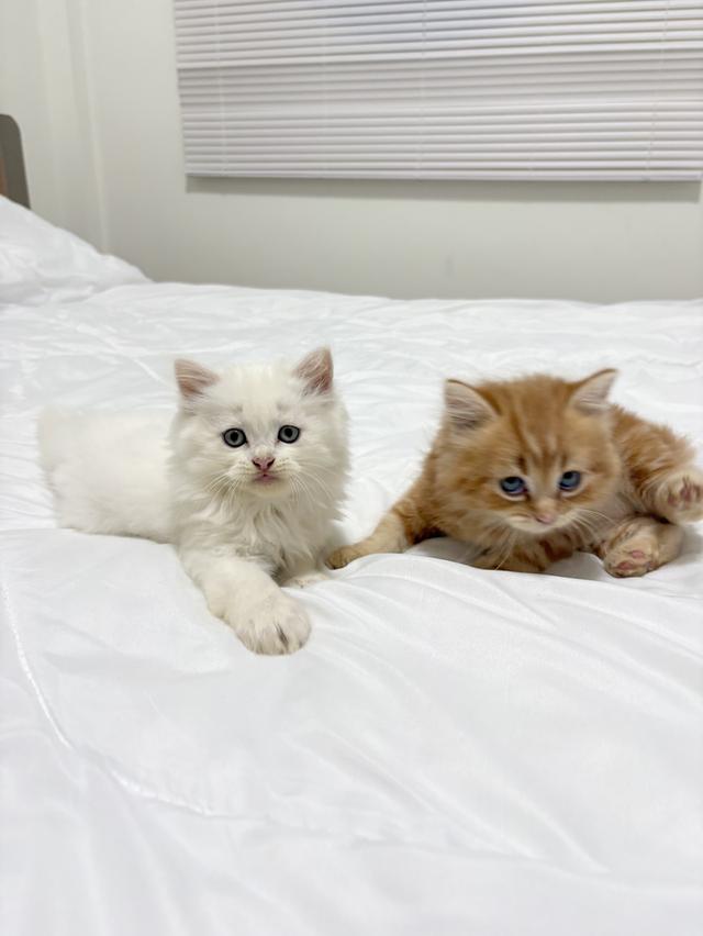 ❌ได้บ้านแล้ว เปอร์เซียแท้ ขาว/ส้ม พร้อมย้าย 4