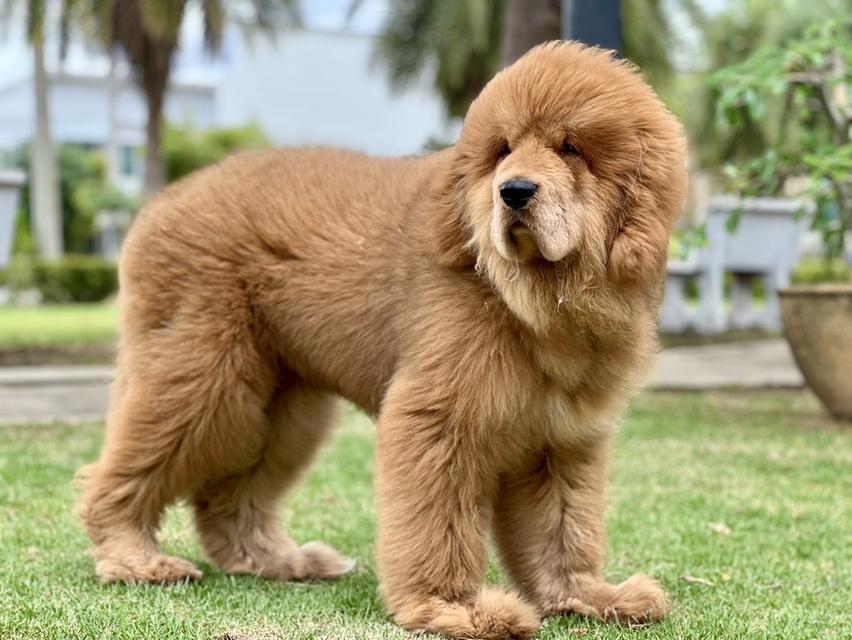 ทิเบตัน มาร์ฟทิฟ นำเข้าจากประเทศจีน