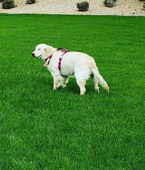 White Golden Retriever หาบ้านใหม่ด่วน 4