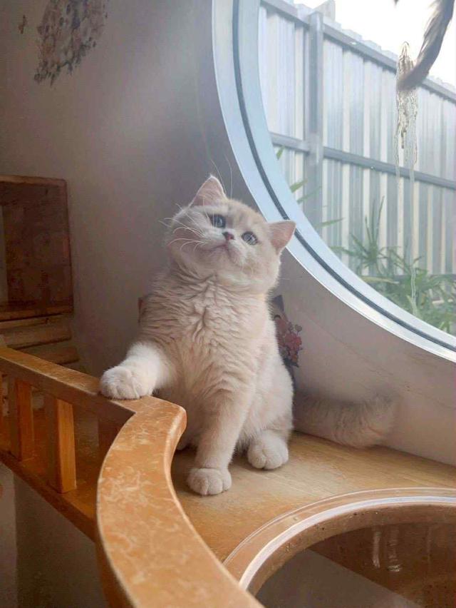 แมว บริติชช็อคแฮร์เด็กผู้ชาย 5เดือน 5