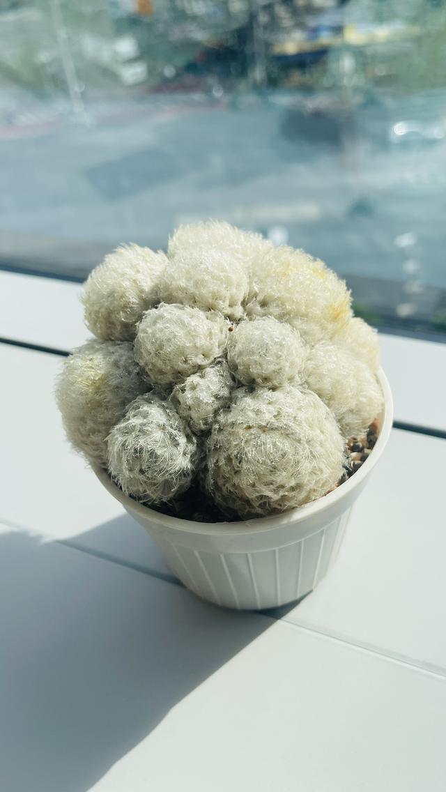 แมมขนนกขาว Mammillaria