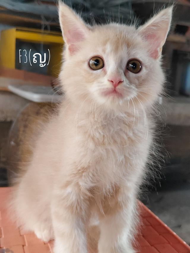 เมนคูนเสี้ยวเปอเซีย มารับที่บ้านลดพิเศษจ้า (จริงใจไม่เทน้อง)