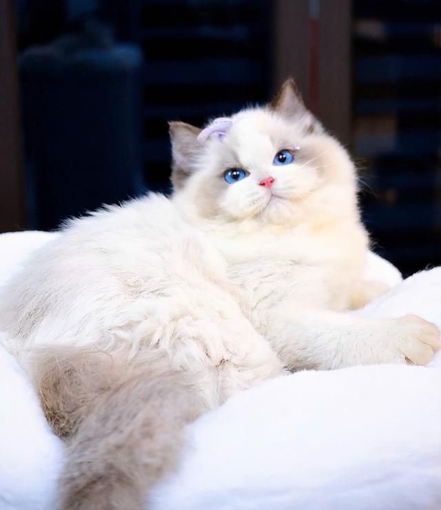 แมว แร็กดอลผู้หญิงRagdoll girl 3 months