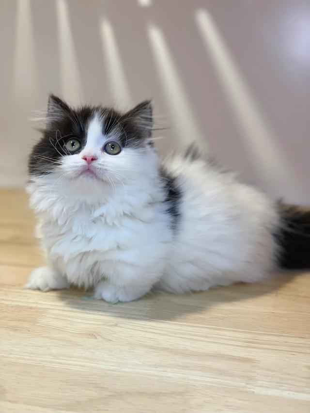 มันช์กิ้นขาสั้นพร้อมย้าย รูปที่ 8