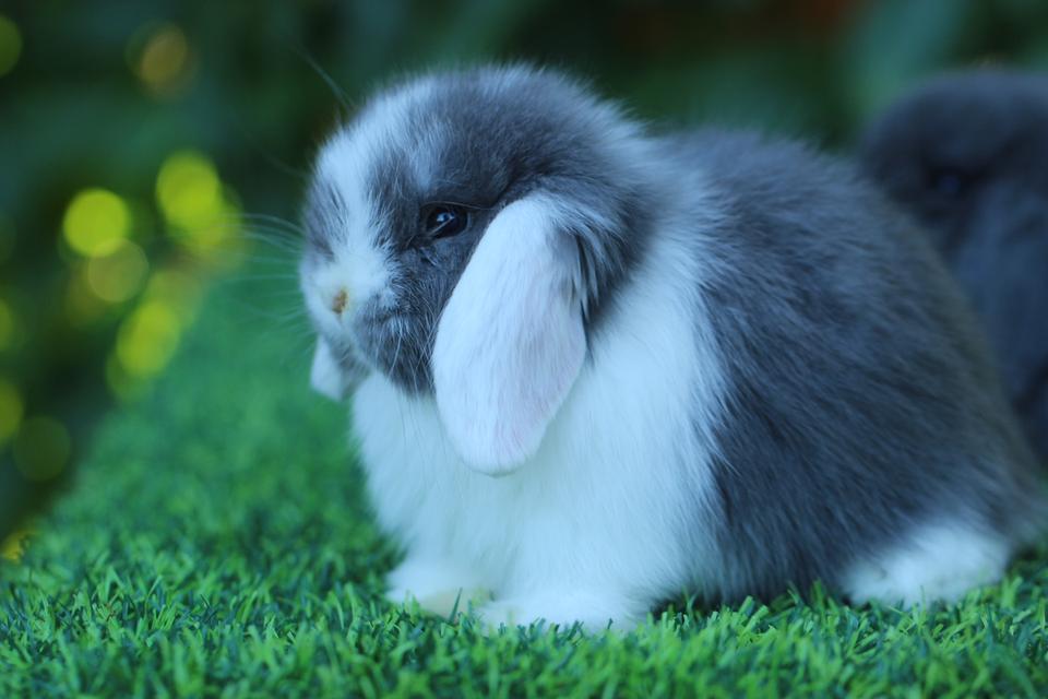 Hollandlop blue white ears doe 3