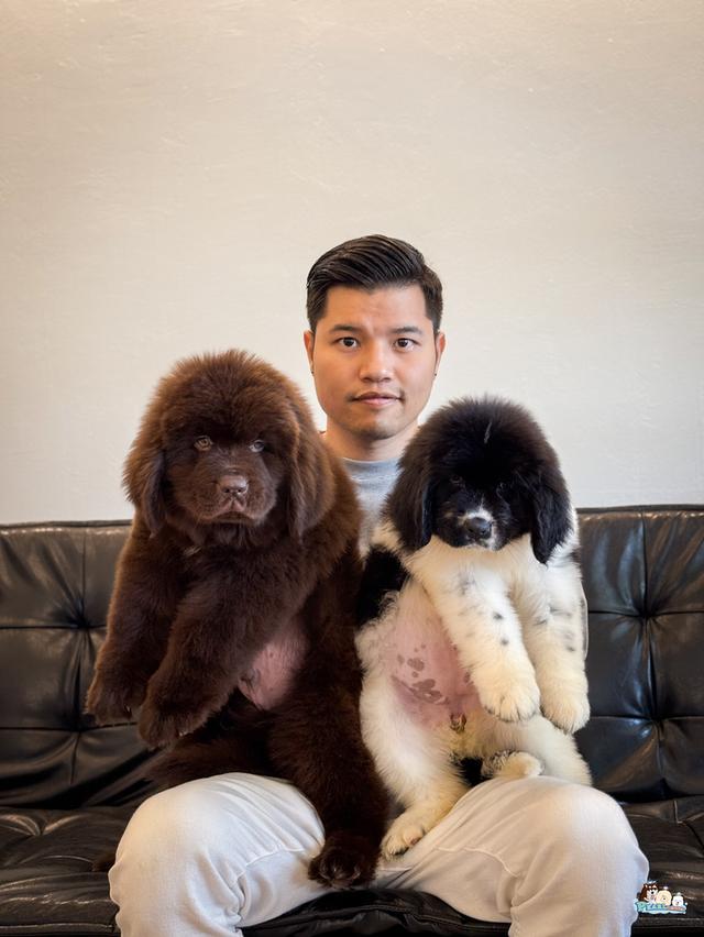 น้องนิวฟาวแลนด์ นำเข้าจากต่างประเทศ