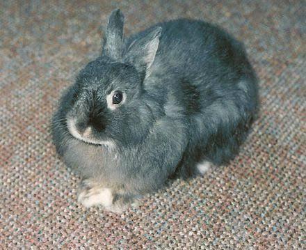 กระต่ายเจอร์ซี วูลลี