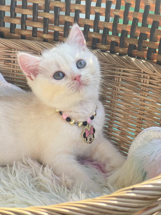 ดช.สก็อตติชโฟล(พ่อบริติช แม่สก็อต)