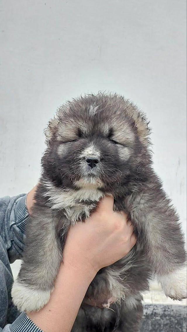 เปิดจองน้องหมาคอเคเซียน เชพเพิร์ด Caucasian Shepherd ลูกนอกนำเข้า 2